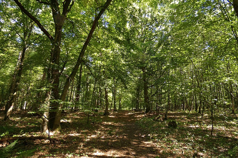 waldbrand020120.jpg