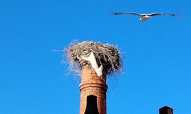 storch020122.jpg